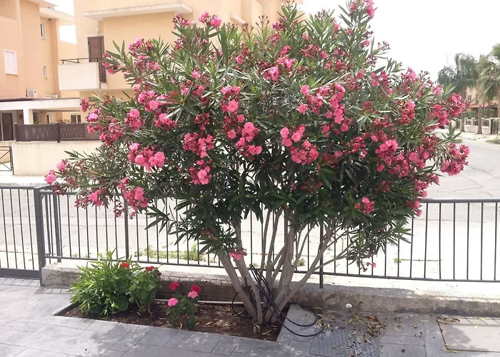 Themis Apartment Larnaka