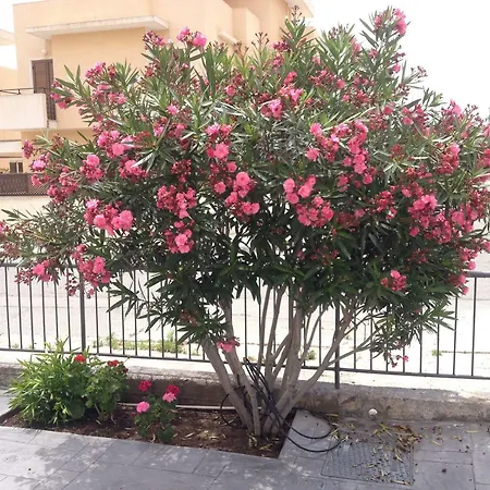 Themis Appartement Larnaca